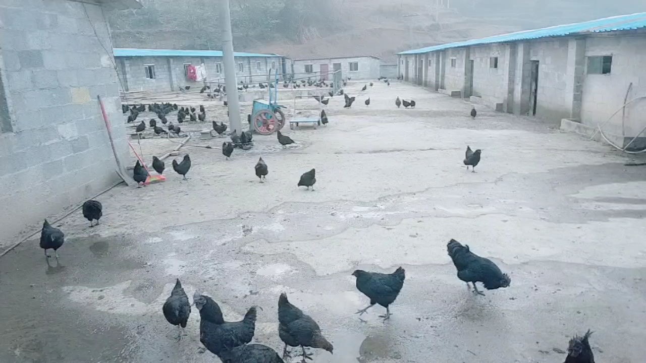 清晨的鸡鸣声代表着我们养殖人应该早起,天空中太阳即将升起