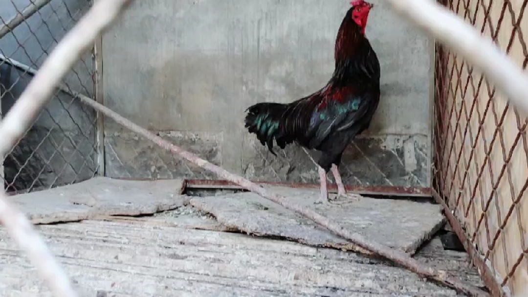 四斤多刚开叫的越南斗鸡