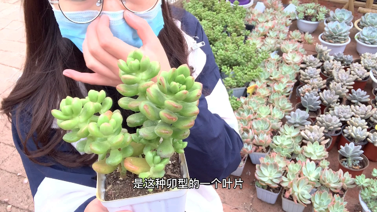 多肉植物之丸叶松绿-养护纯干货