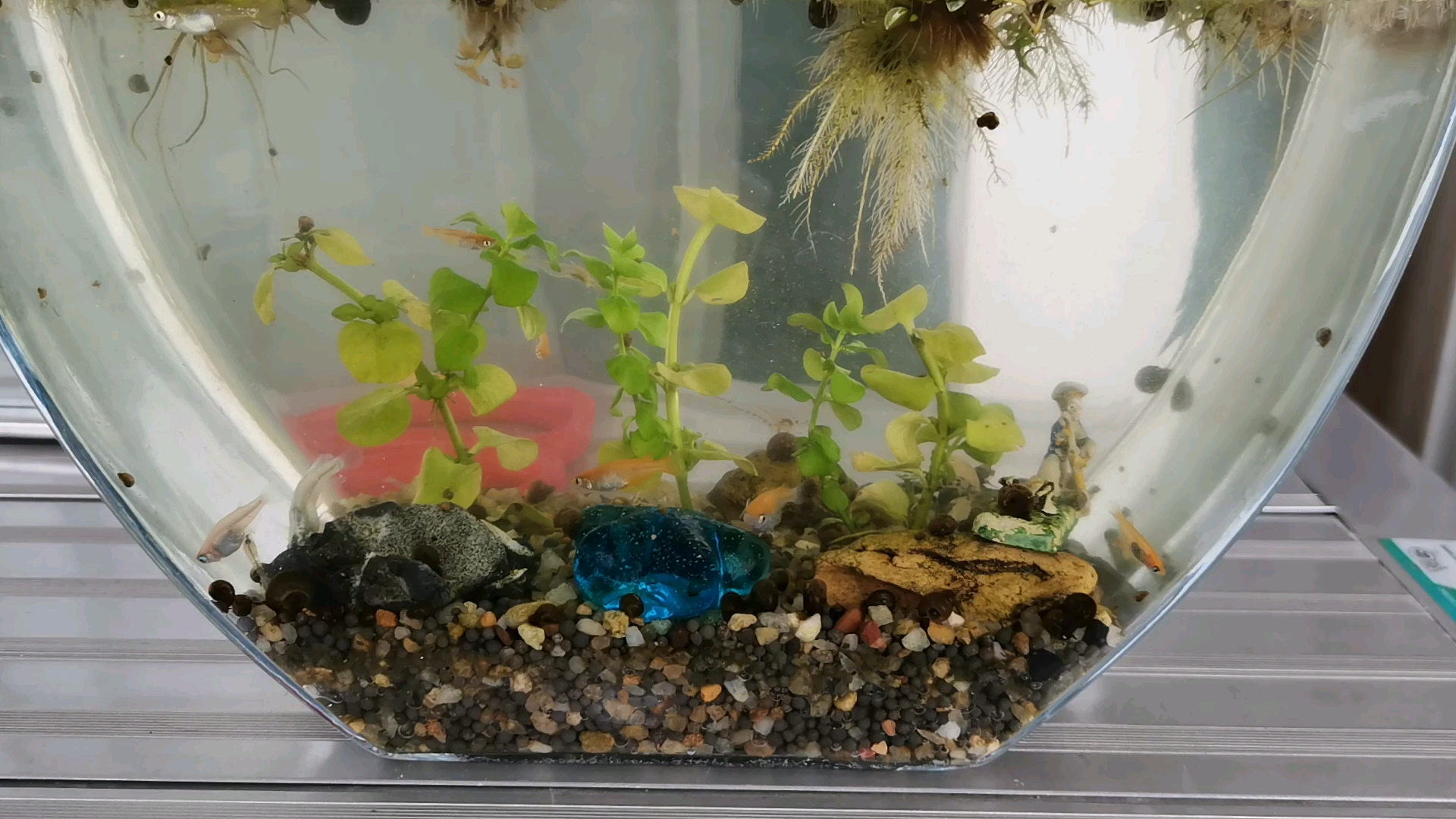 青鳉鱼抱卵应该怎么处理才能孵化出小鱼,求大神指教?谢谢