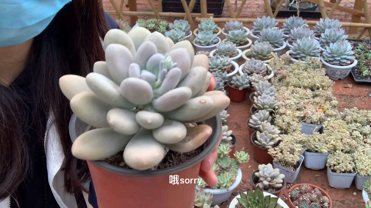 多肉植物之象牙奶养护纯干货-让梦琪傻傻记不清名字的肉肉