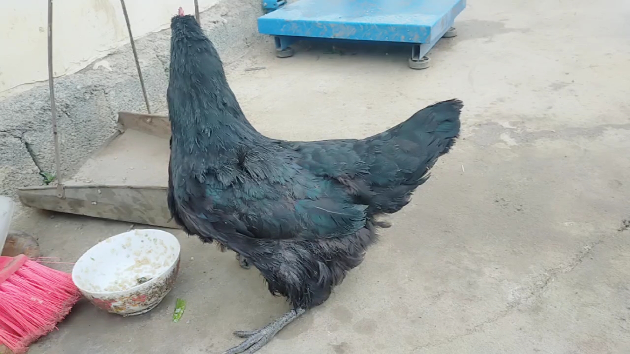 鸡站不起来,行走无力进食正常产蛋正常,过几天就会死去怎么办