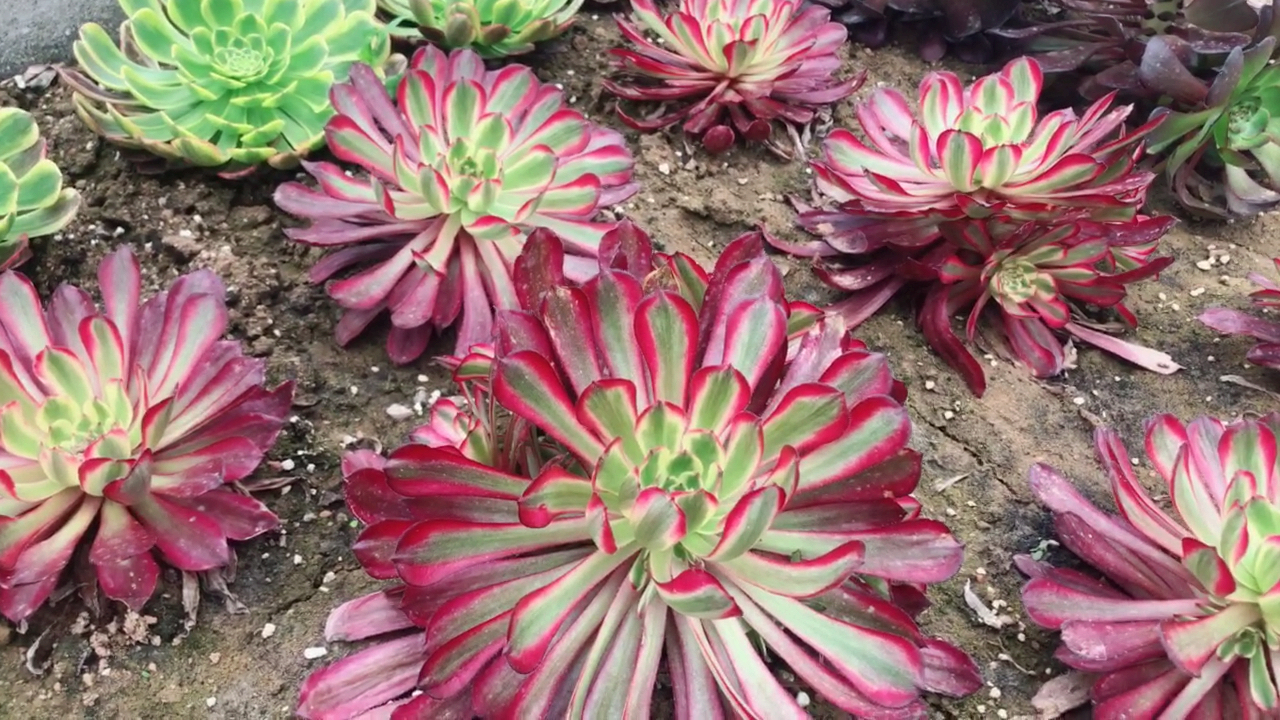 多肉植物法师三仙,真的很仙:红腹轮锦翡翠冰嘉年华