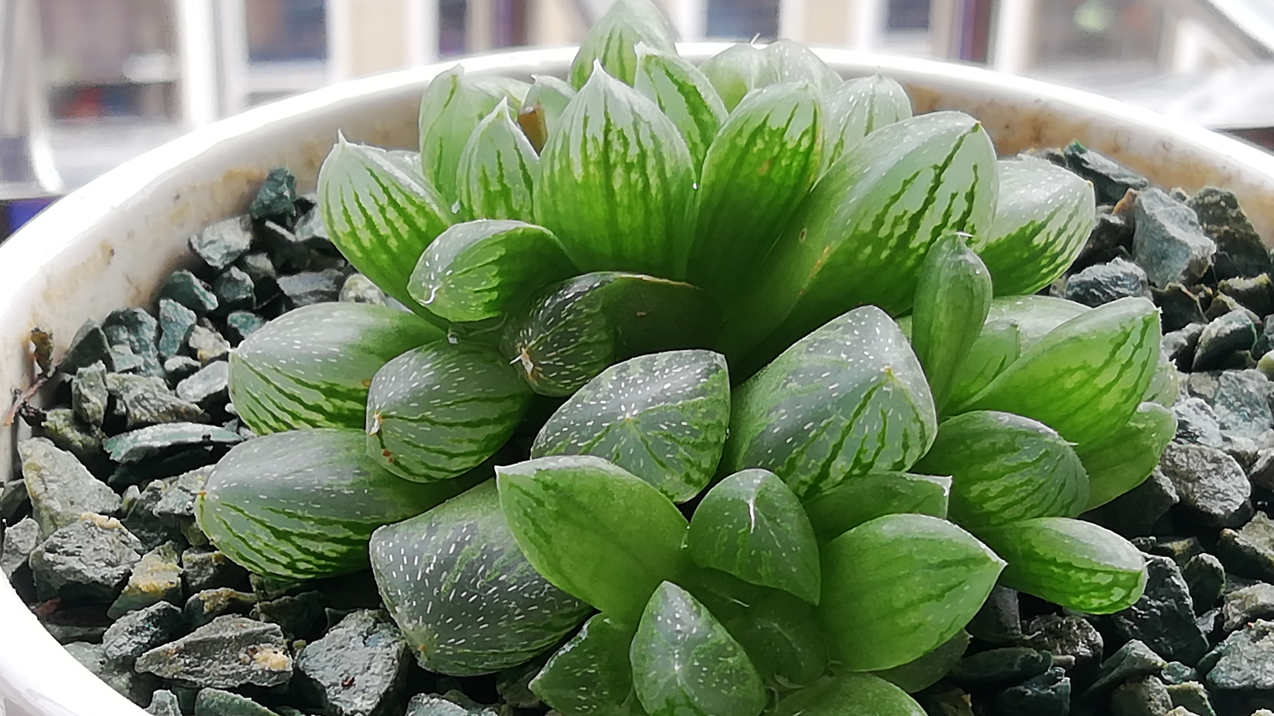 玉露开花了,雨儿剪掉了花枝你怎么处理呢