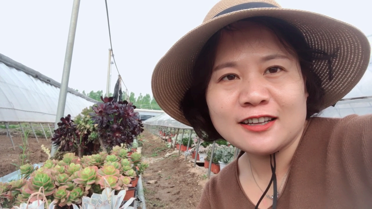三四月份开始适合把多肉搬出来露养,多肉越来越肥美漂亮