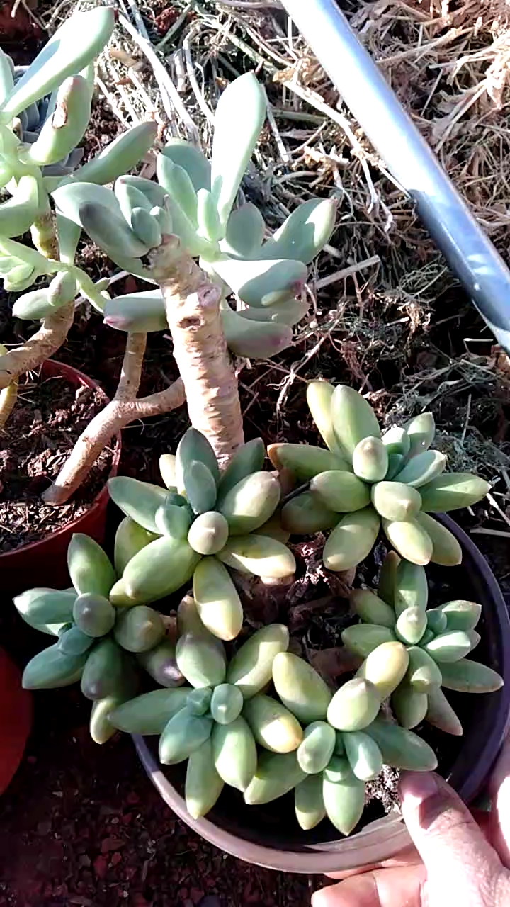 我喜欢老桩多肉!