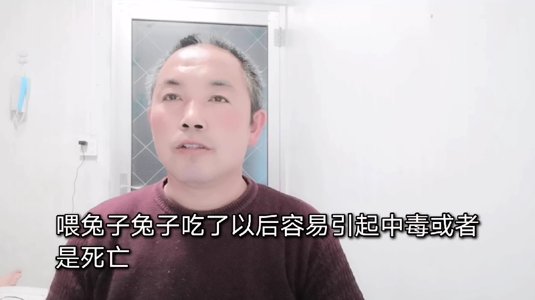 春天野草野菜比较多,喂兔子吃要注意,这些都不要喂给兔子