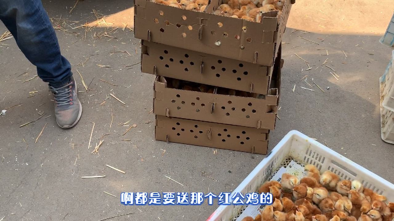 鸡苗孵化场每天卖出一万多只九斤黄大红公鸡苗,天天爆单排队...