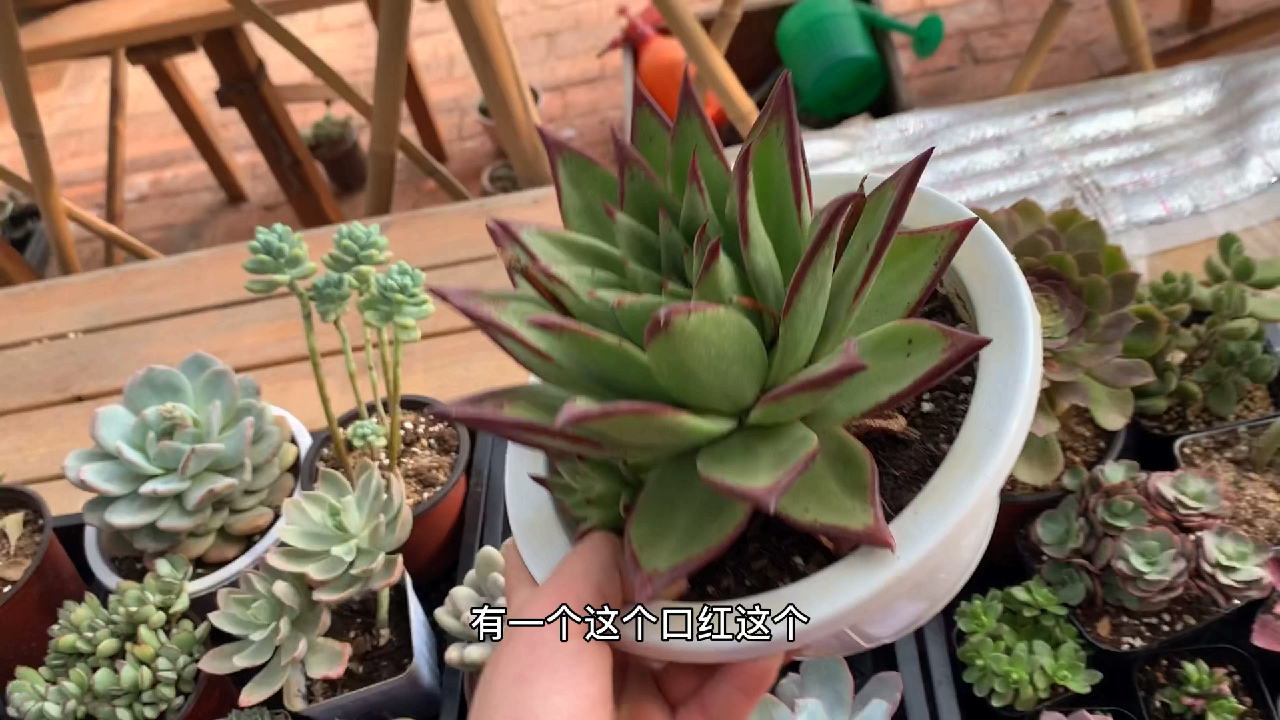 多肉植物之福利套餐-带着帝王套走来的梦琪
