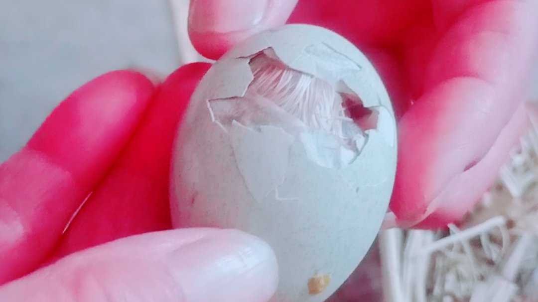 刚孵出来的小鸡宝宝真是可爱,看看母鸡妈妈是怎么照顾它的宝宝的