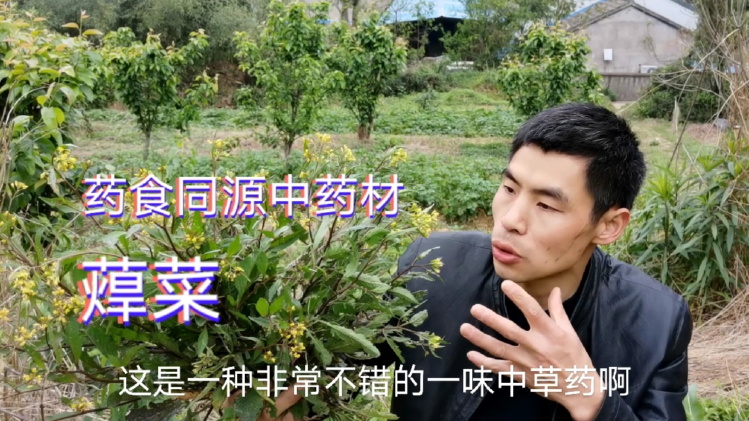 农村这种名贵中药材“蔊菜”农村99%的人都不知道它的价值