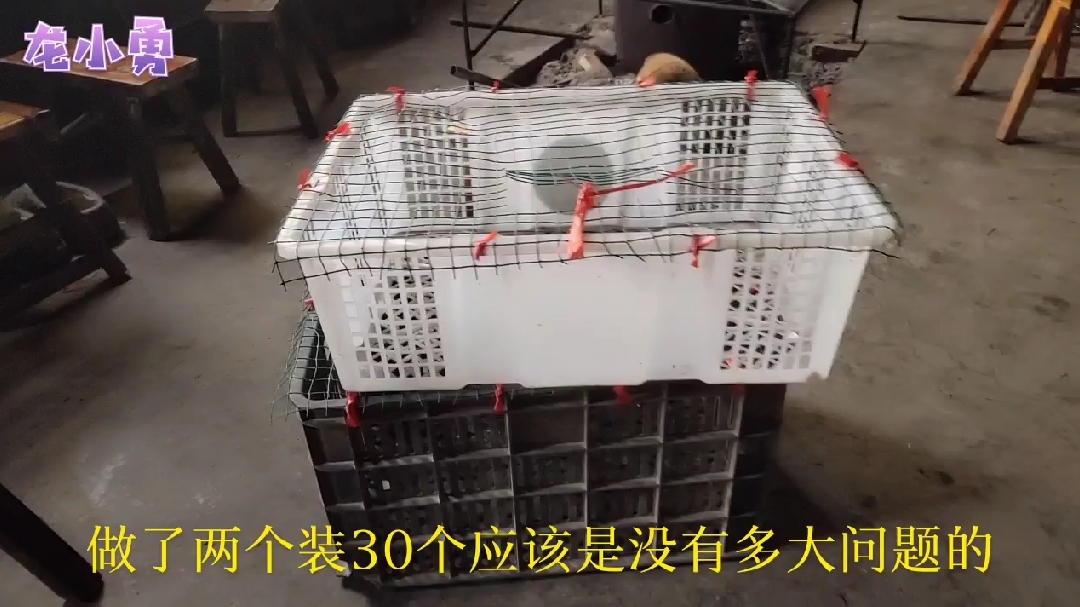 农村00后养鸡小伙 准备上街卖脱温鸡苗 15一个能卖出去吗?