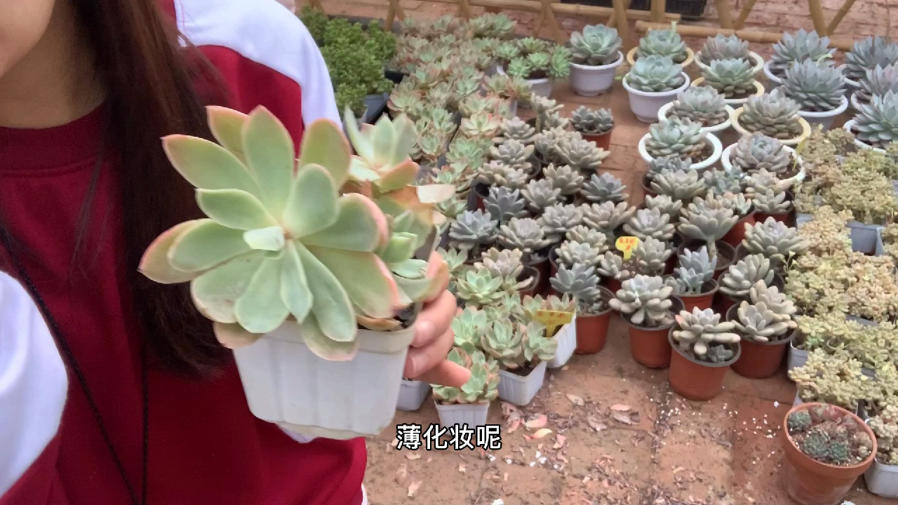 多肉植物之薄化妆-养护纯干货