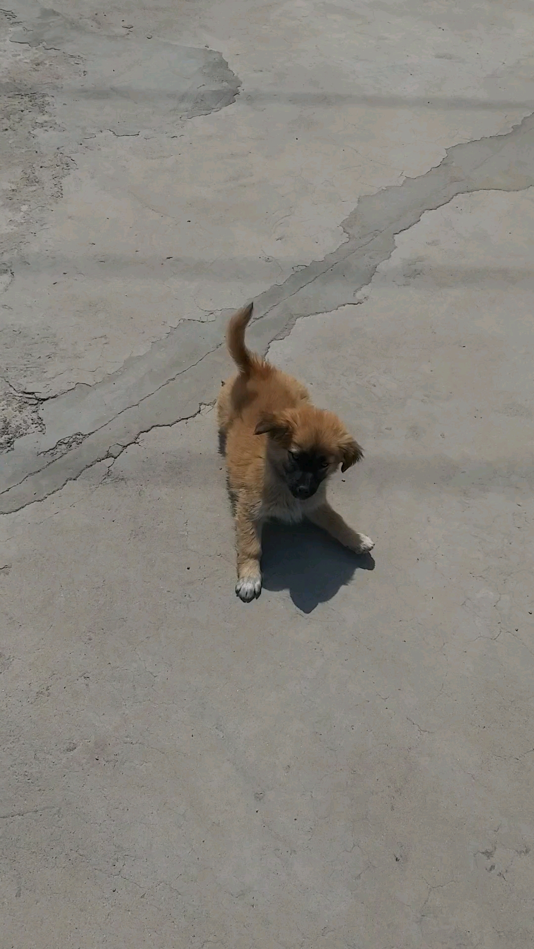 小黄狗真可爰,人类好朋友