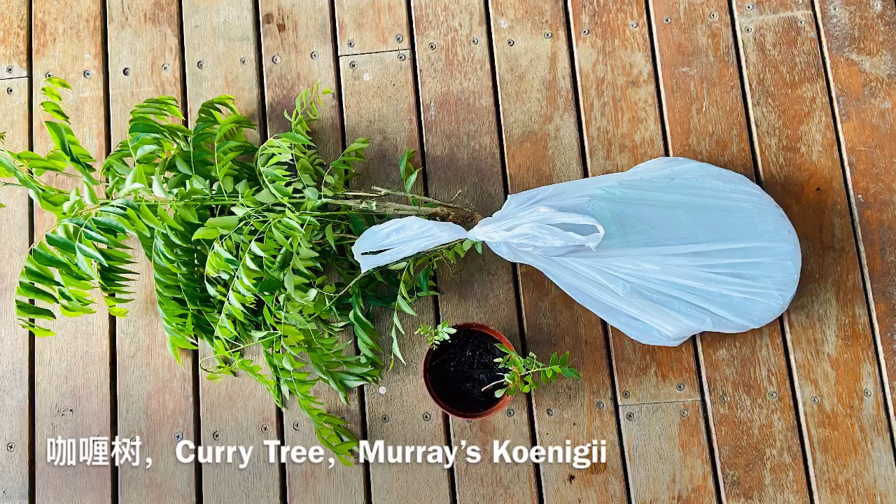 静姐说花295: 周末收到两种植物,咖喱树和大花蕙兰