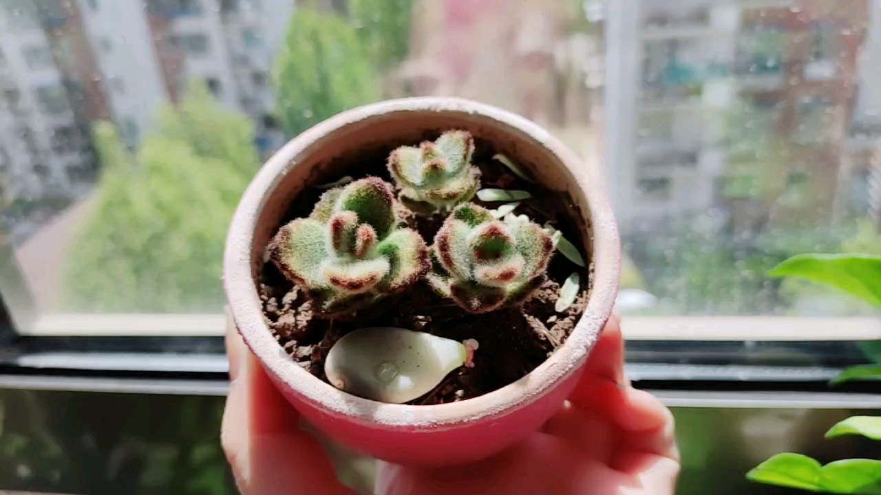 多肉植物也有竞争意识,一群多肉在一起长的会很快很好