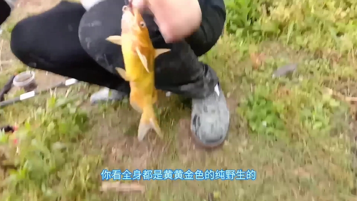 河溪里钓金黄色的黄甲鱼收获多多