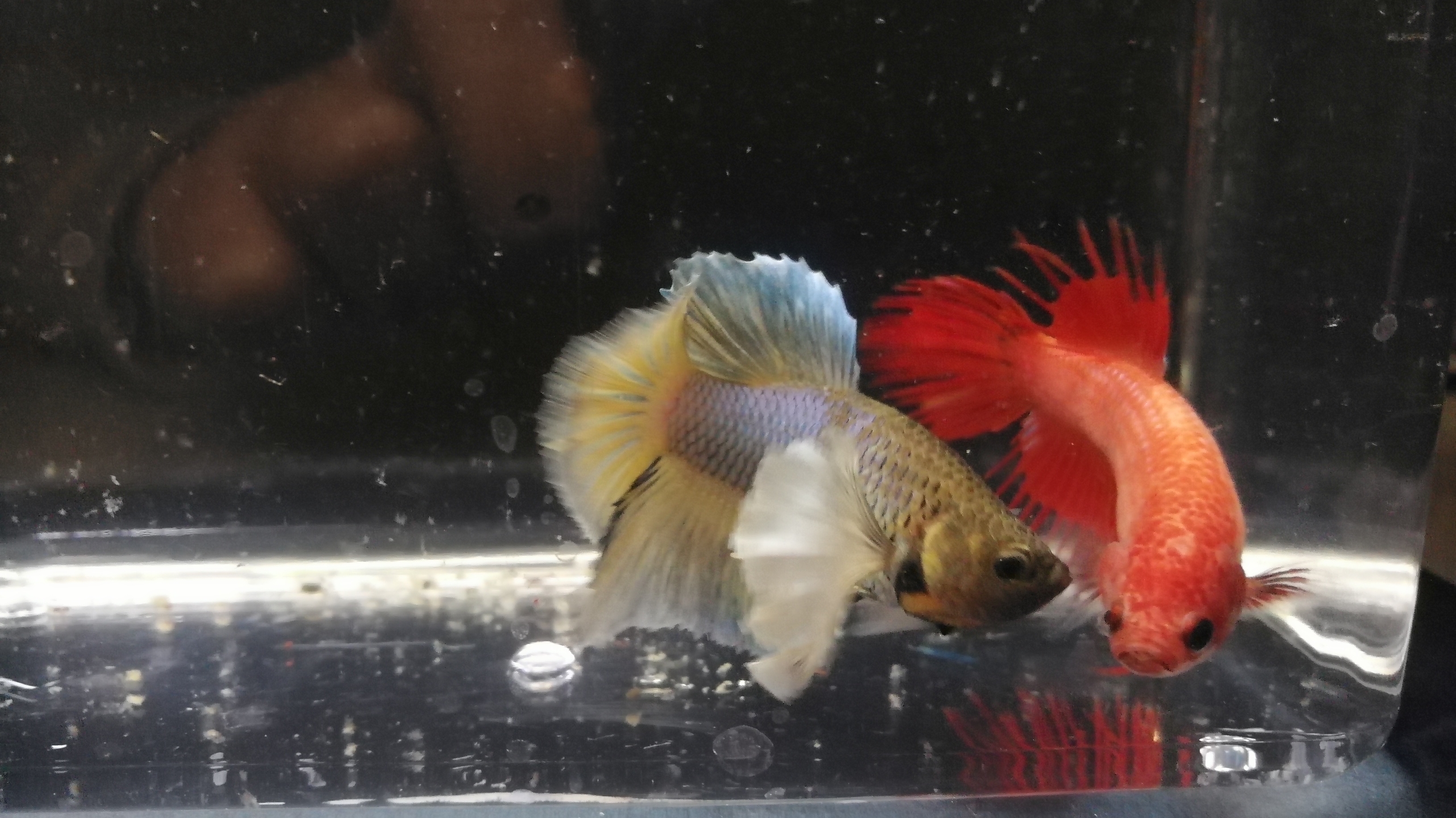 大耳将军斗鱼与红狮王对鱼