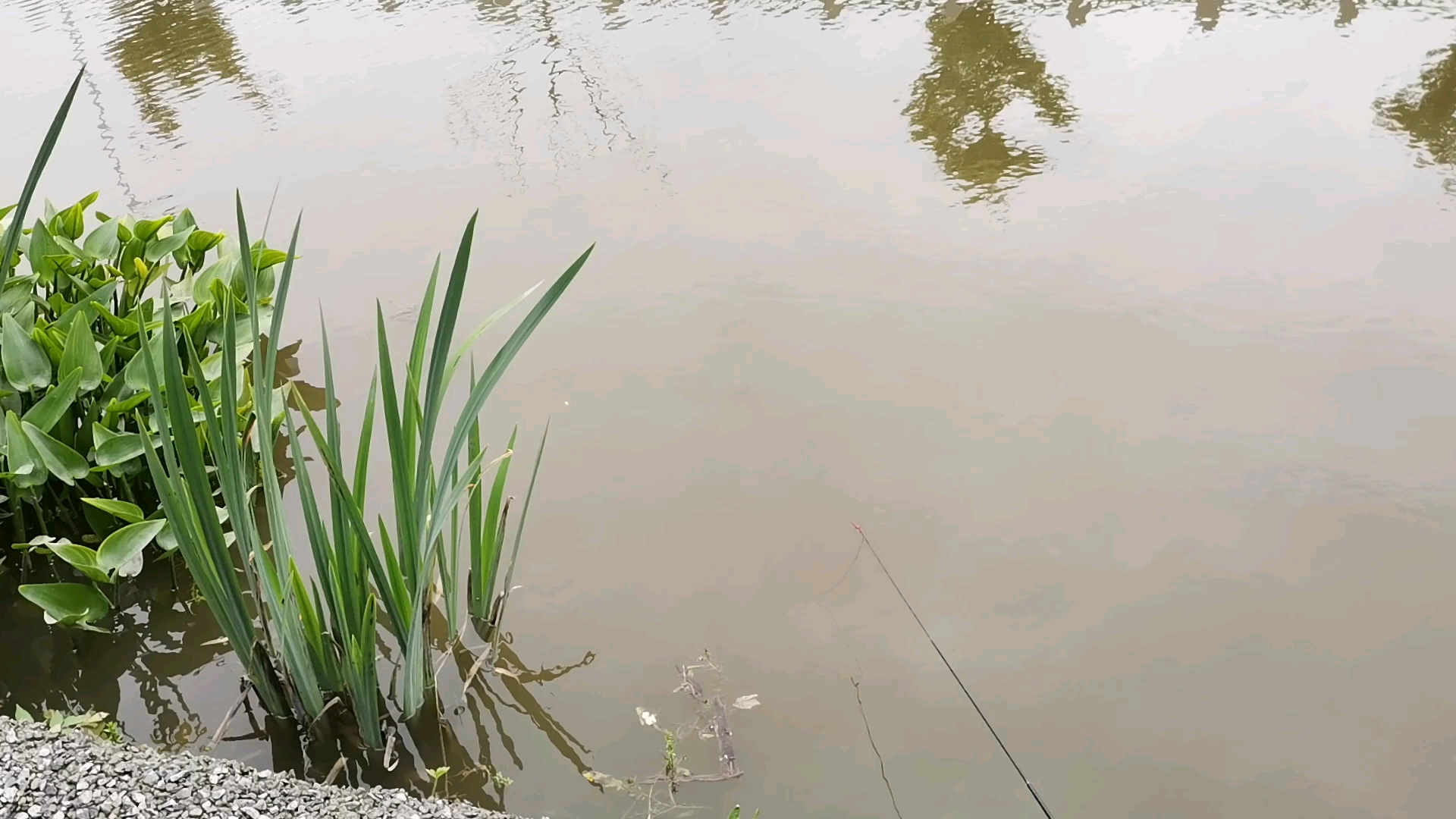 野钓河虾,收获还是可以的,虾的个头也挺大的!带个氧气汞可以避