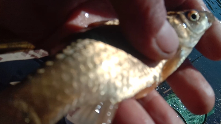 虽然风不小,但鱼口不错,个头不大,颜色特别漂亮,纯野生鲫鱼