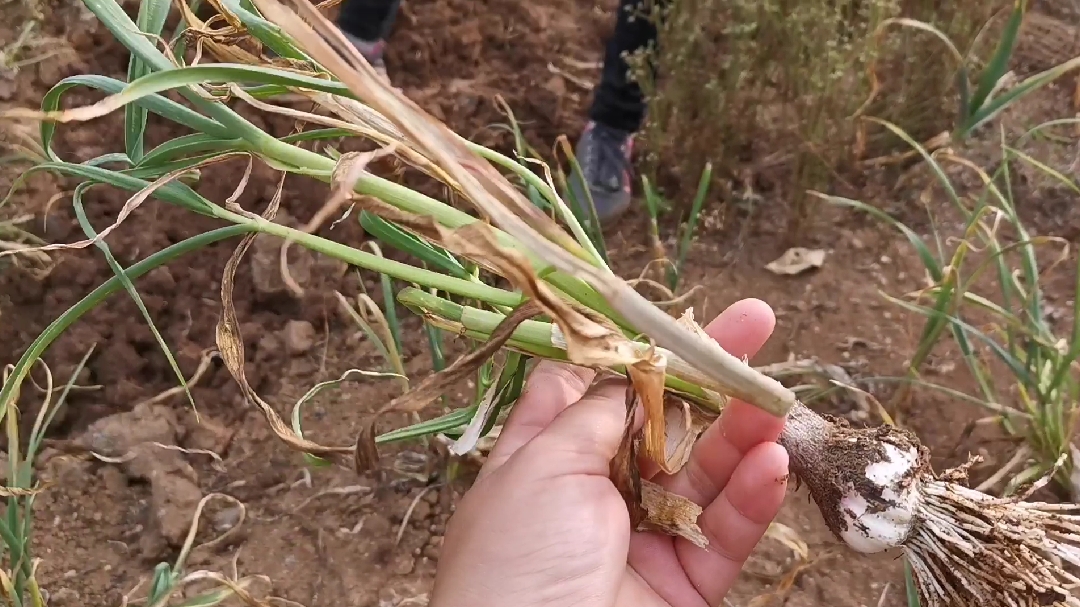 [图]骁骁妈挖大蒜,说因为骁骁妈打蒜苔没操作好导致大蒜质量不好