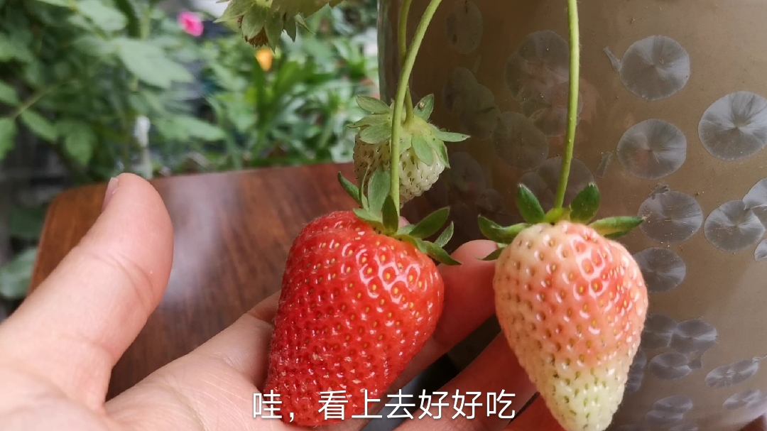 怎样做让草莓挂果多,结果又大又好吃,简单易学,快来试一试!