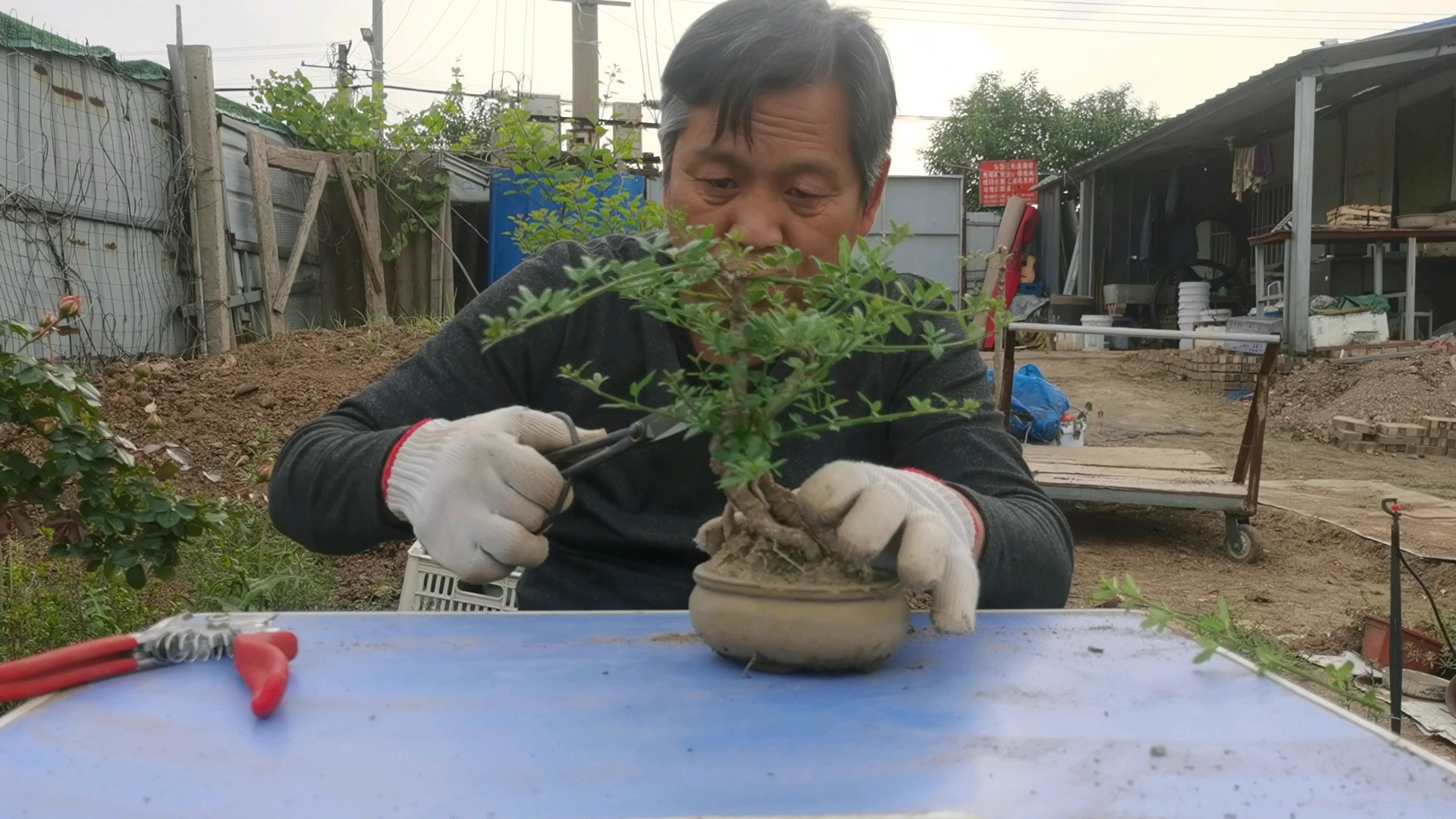 [图]迎春花的修剪管理细节