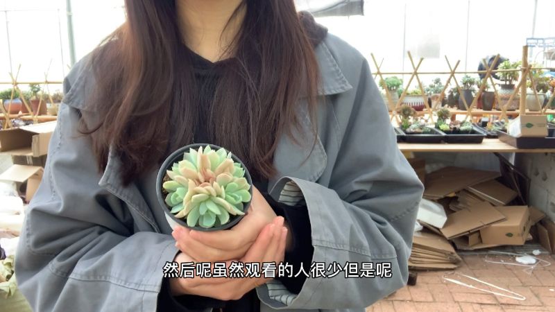 多肉植物之梦琪的首次直播即将启程下午三点不见不散