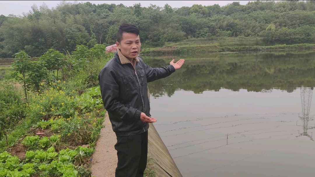 农村投资几十万养甲鱼,包百亩地开发池塘,几万斤甲鱼养成这样