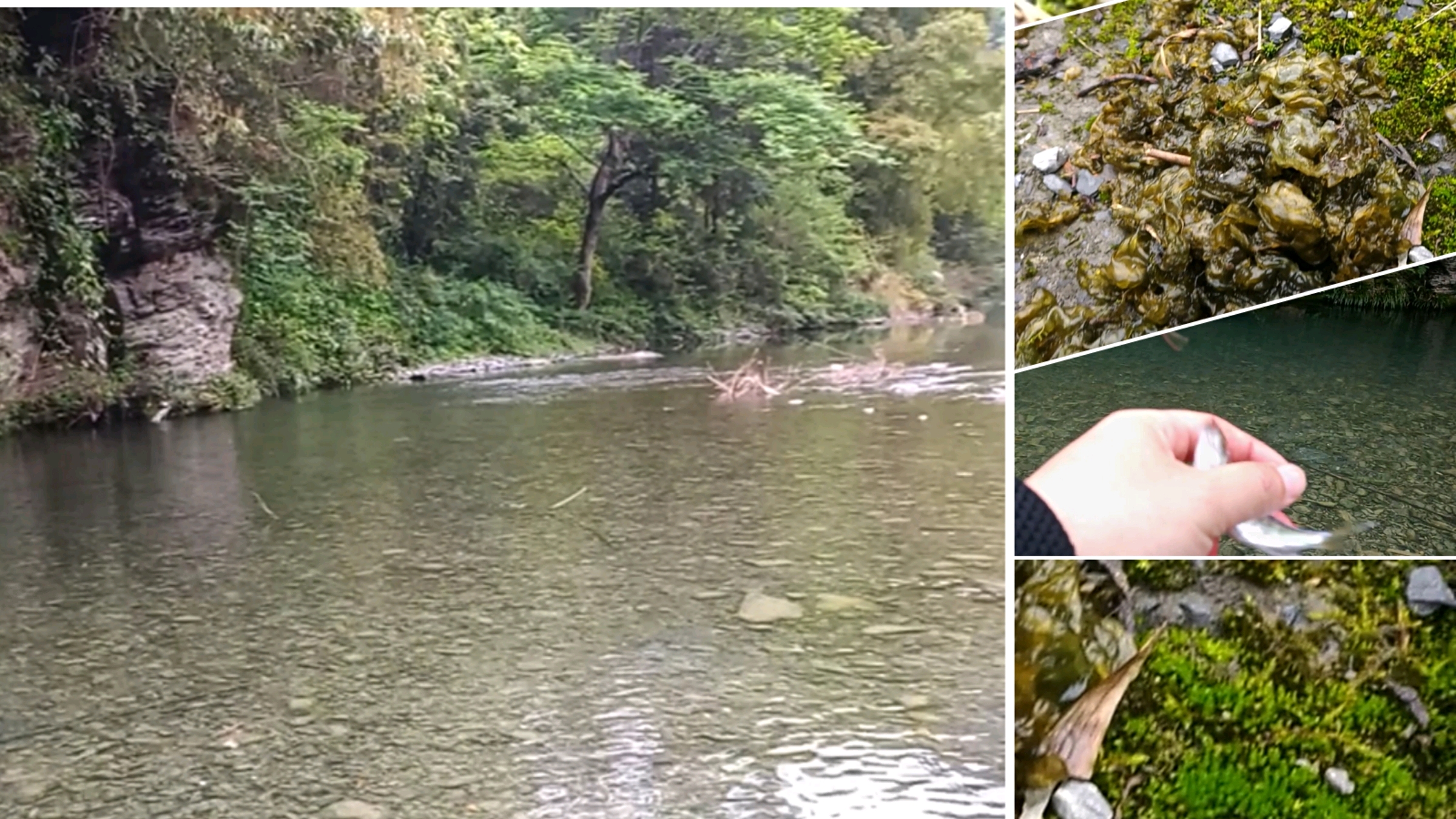 湘西涉途溪流钓鱼,目标鱼——宽鳍鱲和溪流石斑,看看中鱼这时速