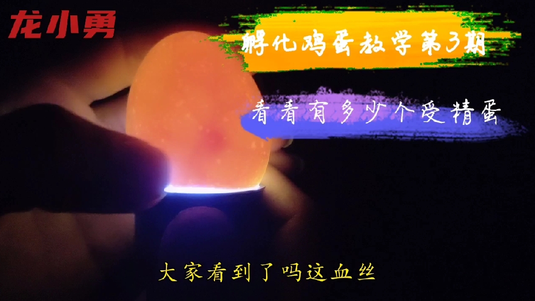 孵化鸡蛋教学第三期 照蛋 看看有多少个受精蛋 受精率不怎么理想