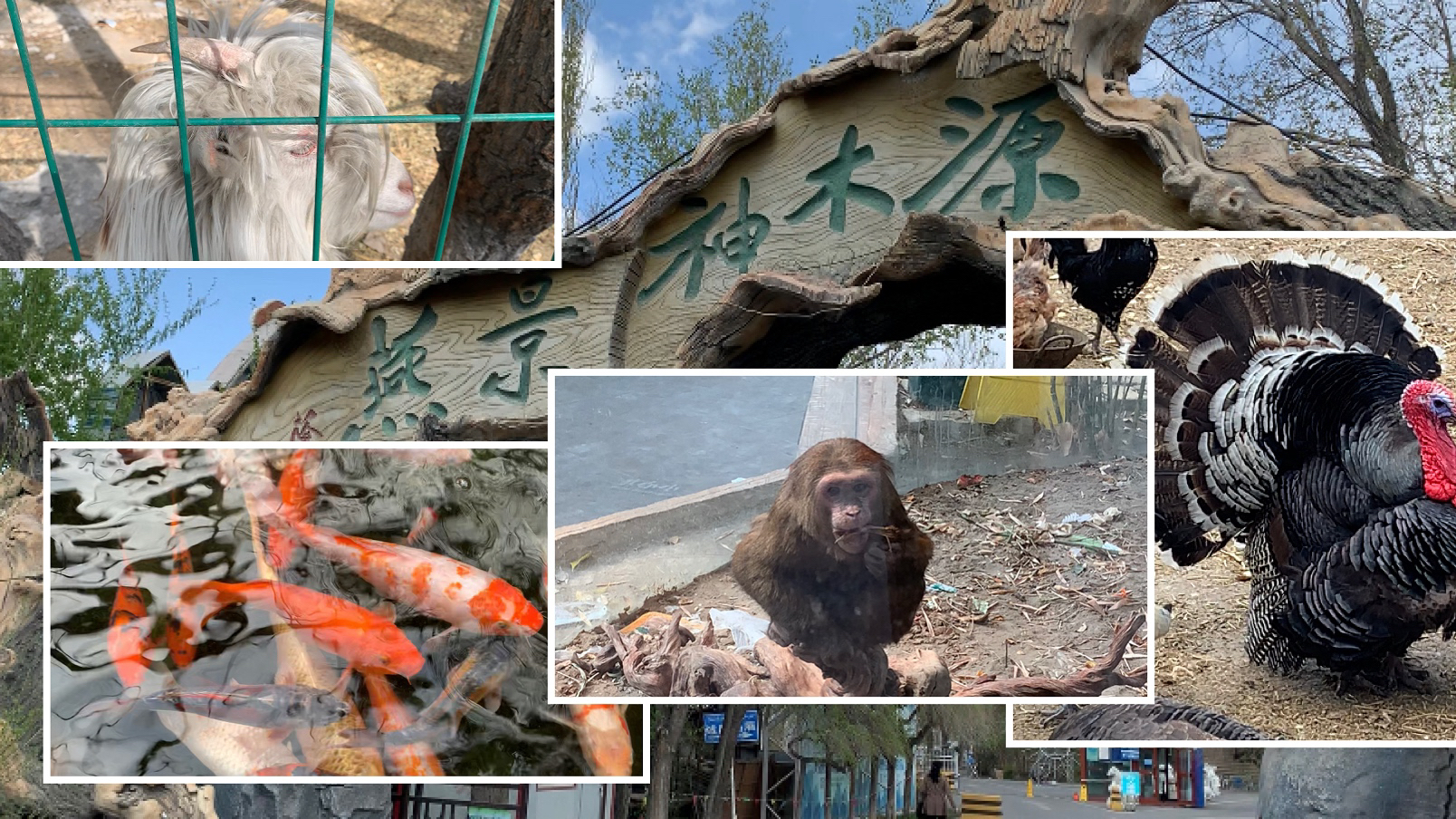 疫情后旅游促经济,乌鲁木齐旅游消费券里免费的景点到底香不香?