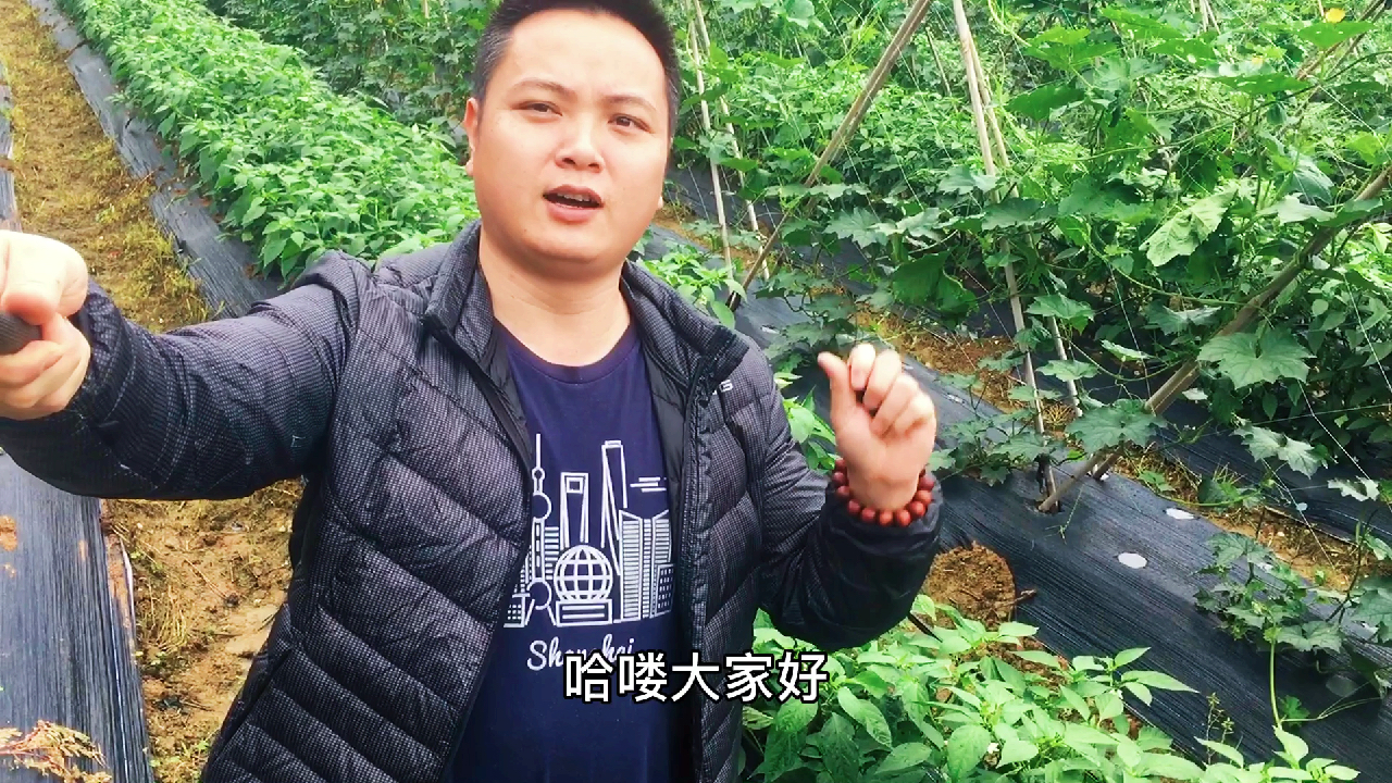 饮用水源保护区推广绿肥,科学种植有机蔬菜,健康放心