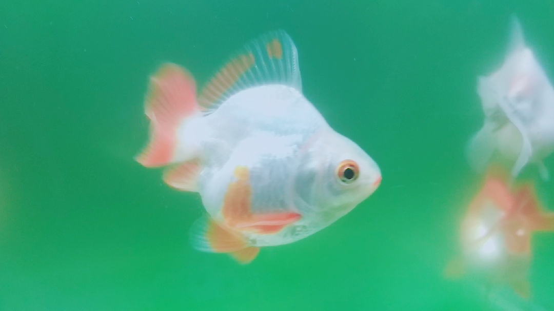 玻璃鱼缸适合绿水养金鱼吗