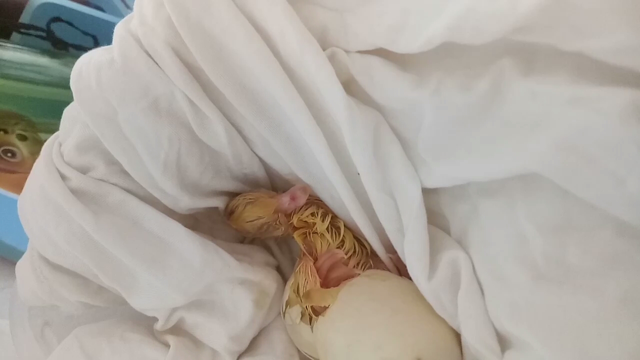 看看刚出生的小鸭子是怎么样的