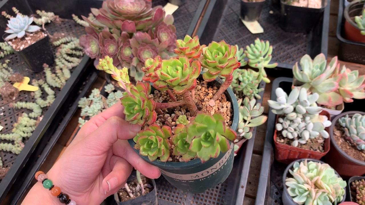 多肉植物之适合新手养殖的肉肉解答