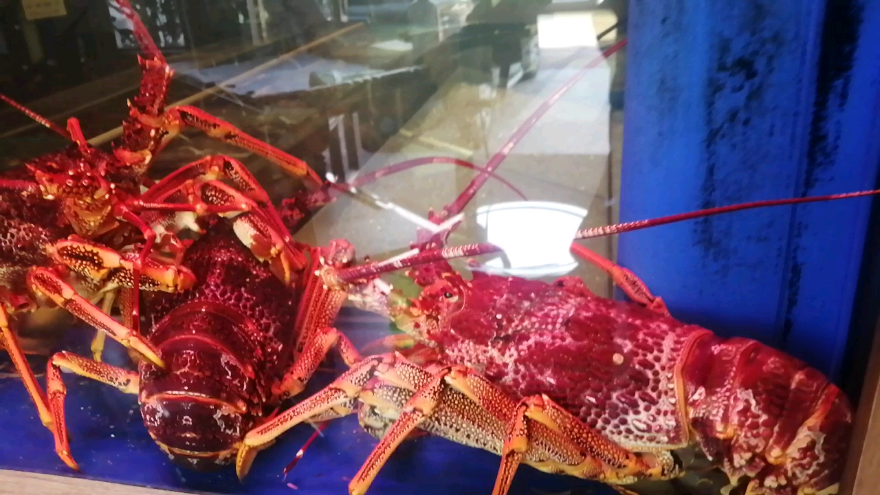 澳洲大龙虾,你见过多大的