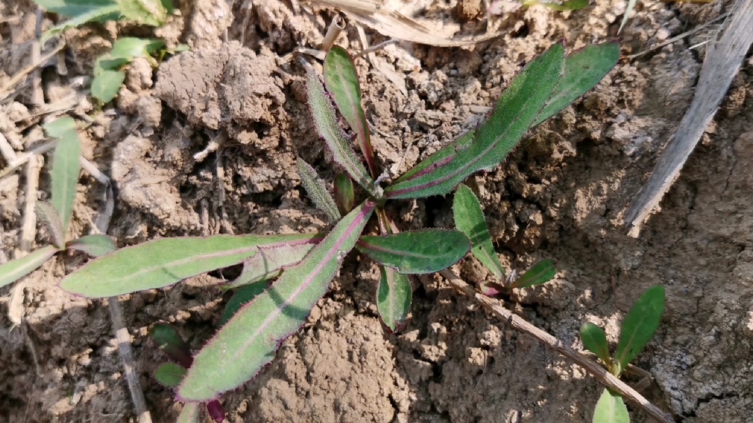 苣荬菜又叫曲曲菜,农村一种普通用途却了得的野菜,一起了解下