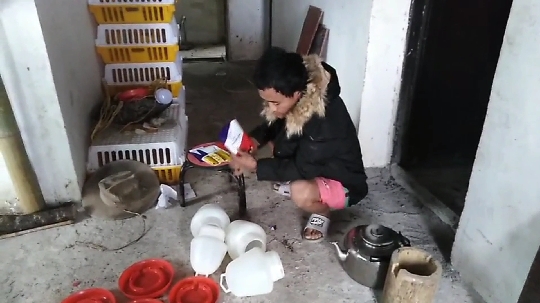 五日龄小鸡该喂胃肠道药预防糊肛