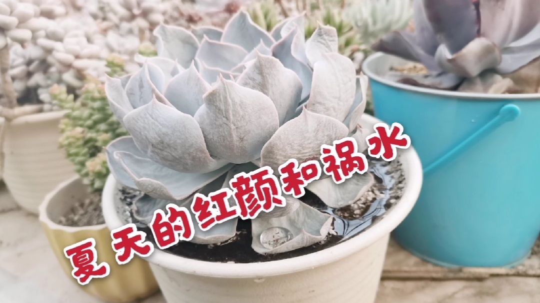 多肉度夏水是关键 死亡的原因百分之八十都是水没掌握好