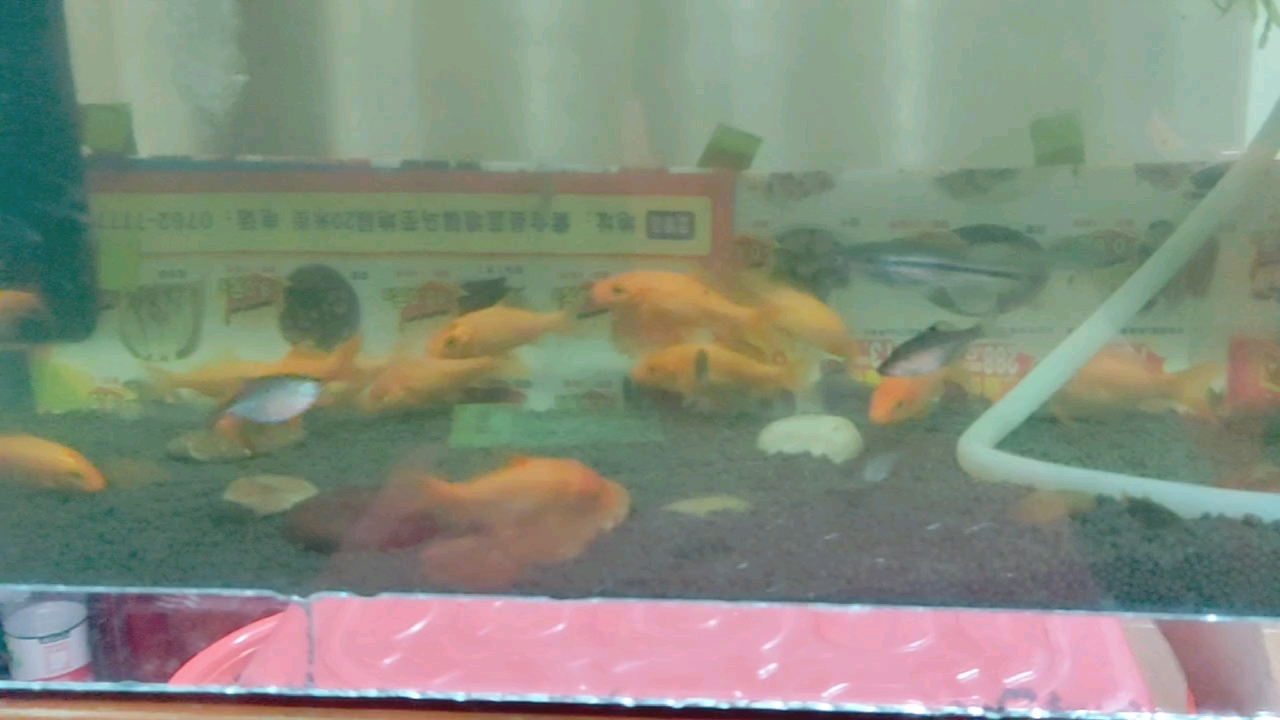 红鲤鱼,水草,观赏鱼,鱼缸