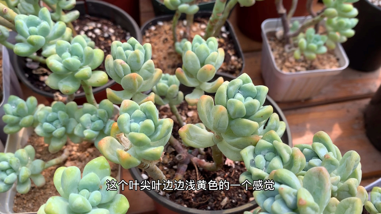 [图]多肉植物之天使之泪-养护纯干货