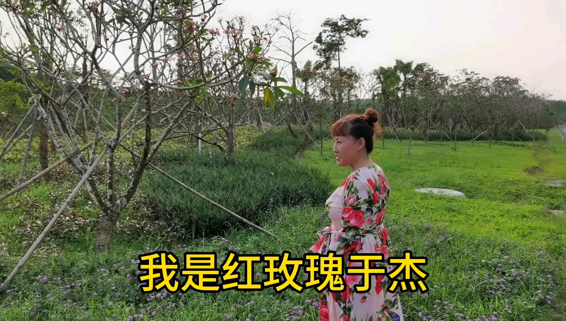 鸡蛋花很美!一片花瓣从黄色过渡到白色,再过渡到粉色。美!