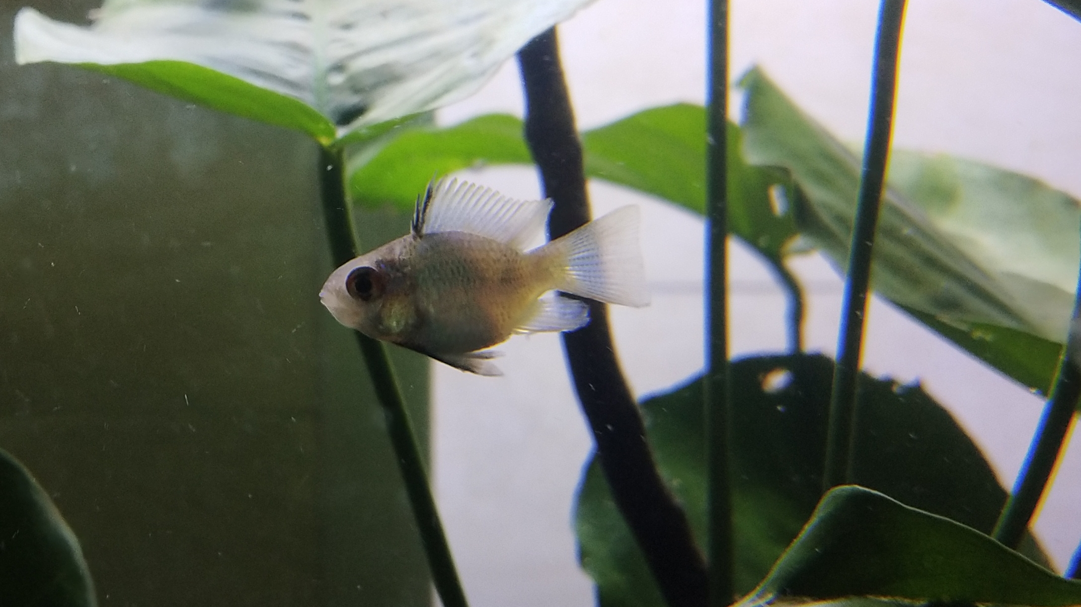 网购2只荷兰凤凰球鱼,还是宝蓝色的好看