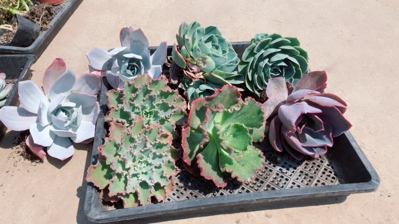 多肉植物大包菜你认识几个品种?童童带你去挖包菜(上集)