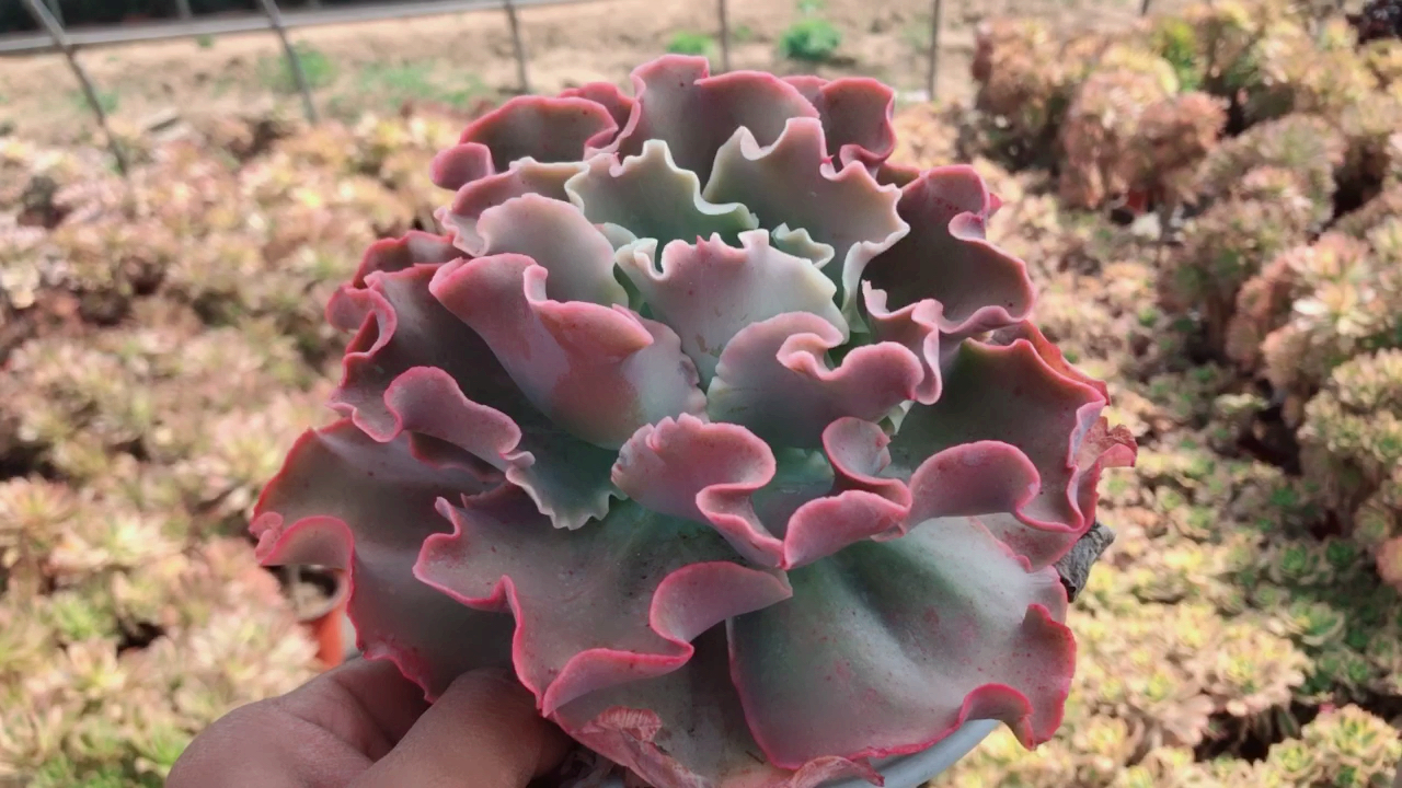多肉植物大包菜你认识几个品种?带你棚里去挖包菜(下)