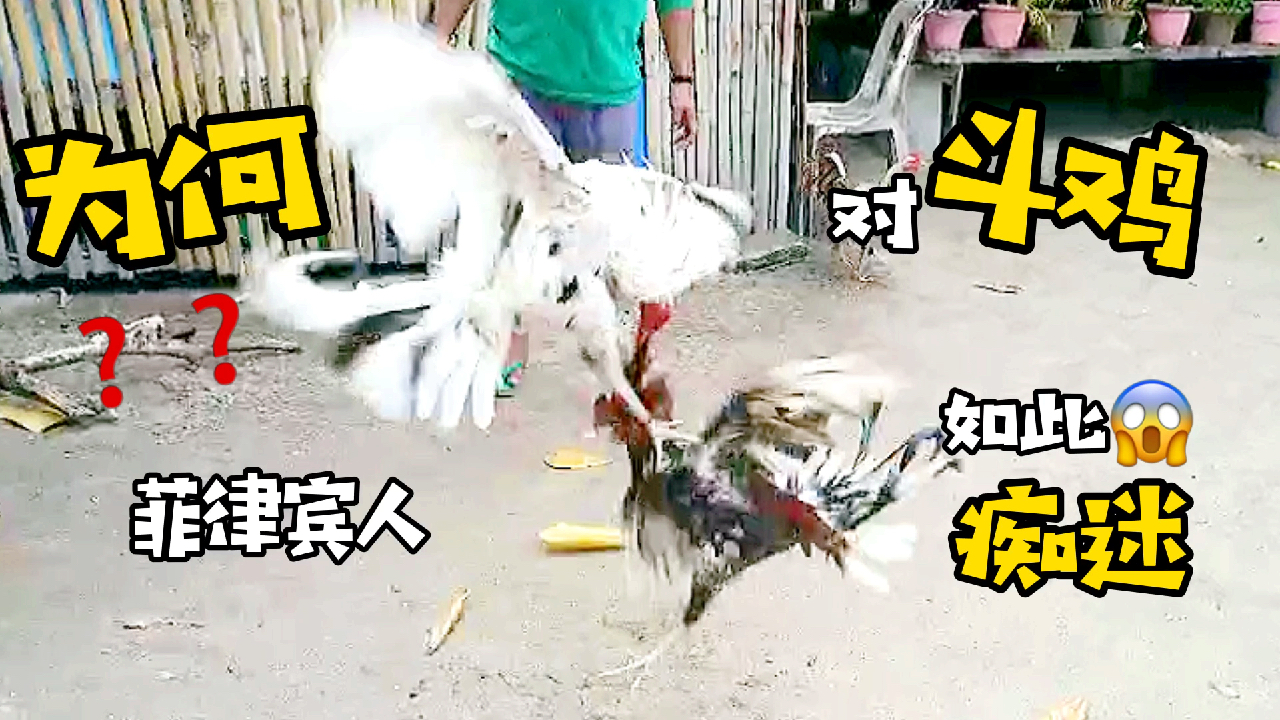为何菲律宾人对斗鸡如此痴迷?