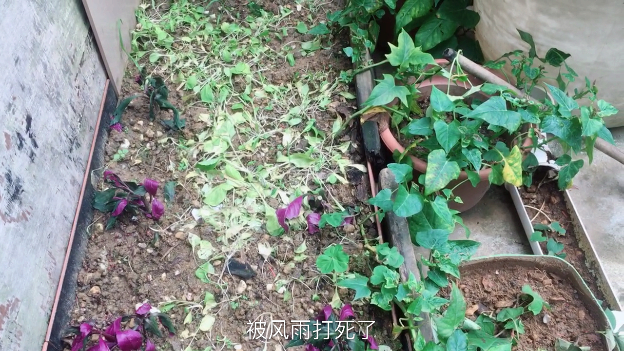 连续几天的下雨,小白菜苗被打死了!白种了