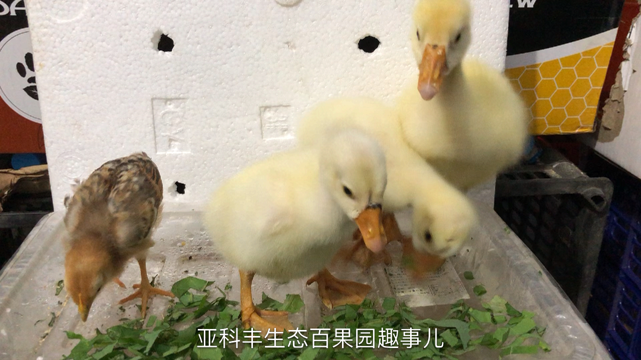 大家好!小鹅吃青菜比赛!希望能给大家带来快乐!我是串串。