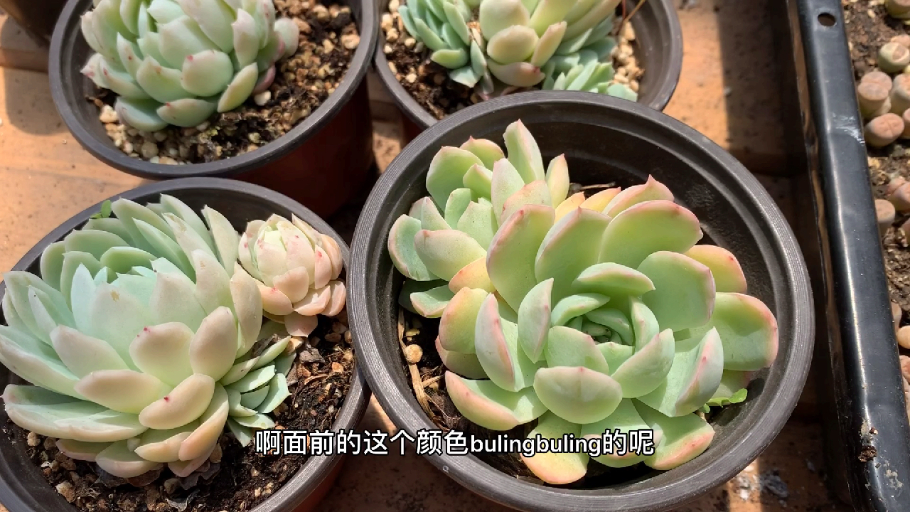 多肉植物之双子贝瑞-养护纯干货